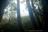 Mist and rain outside