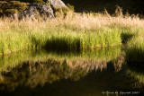 Reflection 4