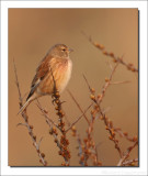 Kneu - Carduelis cannabina - Linnet