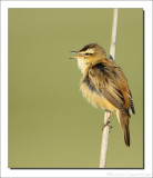 Rietzanger - Acrocephalus palustris - Marsh Warbler