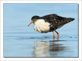 Kemphaan - Philomachus pugnax - Ruff