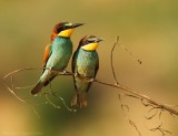 Bijeneter - Merops apiaster - Bee-eater