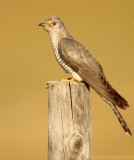 Koekoek - Cuculus canorus - Cuckoo