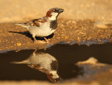 Huismus - Passer domesticus - House Sparrow