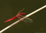 Vuurlibel - Crocothemis erythraea - Broad scarlet