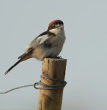 Roodkopklauwier - Lanius senator - Woodchat Shrike