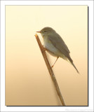 Fitis - Phylloscopus trochilus - Willow Warbler