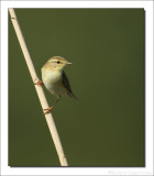 Fitis - Phylloscopus trochilus - Willow Warbler