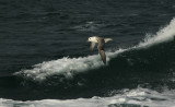 Noordse Stormvogel - Fulmarus glacialis - Fulmar