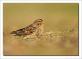 Frater - Carduelis flavirostris - Twite