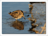 Bokje - Lymnocryptes minimus - Jack Snipe