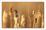 Rietgors - Emberiza schoeniclus - Reed Bunting