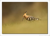 Hop - Upupa epops - Hoopoe