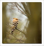 Hop - Upupa epops - Hoopoe