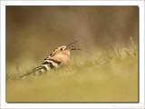 Hop - Upupa epops - Hoopoe