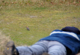 Hop - Hoopoe 