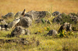 Rode Patrijs - Alectoris rufa - Red-legged Partridge