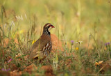 Rode Patrijs - Alectoris rufa - Red-legged Partridge