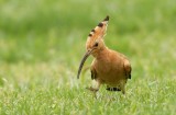 Hop - Upupa epops - Hoopoe