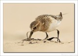 Bairds Strandloper    -    Baird's Sandpiper