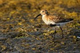 Bonte Strandloper - Calidris alpina - Dunlin