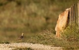 Griel - Burhinus oedicnemus - Stone Curlew