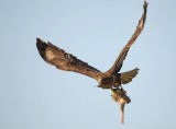 Buizerd - Buteo buteo - Common Buzzard