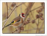 Putter - Carduelis carduelis - Goldfinch
