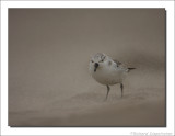 Drieteenstrandloper - Calidris alba - Sanderling