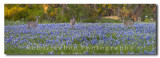 Bluebonnet Panorama with Deer in the bluebonnets