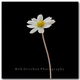 Texas Wildflowers - Blackfoot daisy