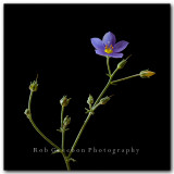 Blue Gilia large icon.jpg