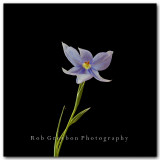 Texas Wildflowers - Celestials Nemastylis geminiflora