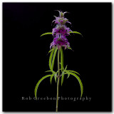Purple Horsemint