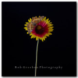 Texas Wildflowers - Indian Blanket and Butterfly