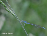 Gaffelwaterjuffer Zuid Limburg 31 mei 2012