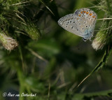 Grieks Icarusblauwtje Griekenland 22 juli 2012