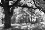 Under the Old Oak Tree