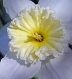 Flowers From the Garden