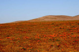 California Poppy Reserve