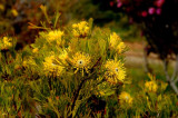 UC Santa Cruz Arboretum