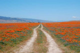 spring at the California Poppy Reserve