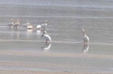 Bodega Bay  & The Sonoma Coast