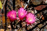 Desert Blooms & Succulents