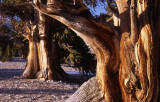 Ancient Bristlecone Pine,Patriarch Grove ,12,000 ft elevation,White Mountains,CA
