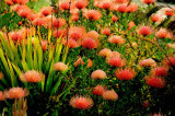 UC Santa Cruz Arboretum