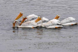 White Pelicans