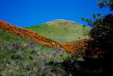 poppies