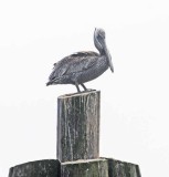 The Brown Pelican