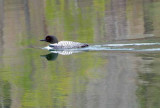 loon in pastel waters